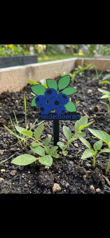 Blaubeer-Pflanzenschild mit blauen Beeren und grünen Blättern im Boden.