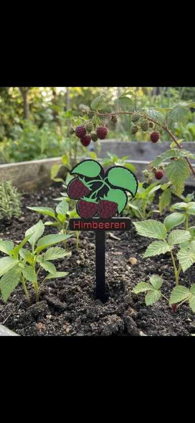 Schilder mit grünen Blättern und roten Beeren in einem Gartenbeet.