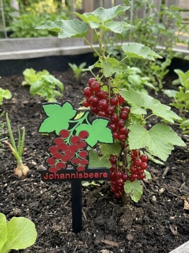 Rote Johannisbeerenpflanze mit grünen Blättern und einem Schild im Garten.