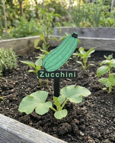 Zucchini-Pflanze mit einem Schild zur Kennzeichnung im Gemüsegarten.