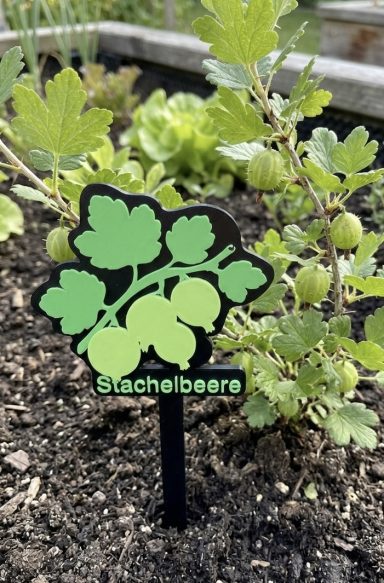 Schild mit der Aufschrift "Stachelbeere" neben einer Stachelbeerpflanze im Garten.